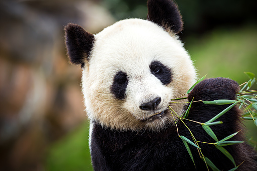 Download Images Of Panda Bears Nomer 3