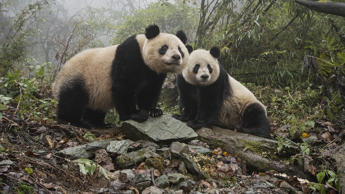 Detail Images Of Panda Bears Nomer 28