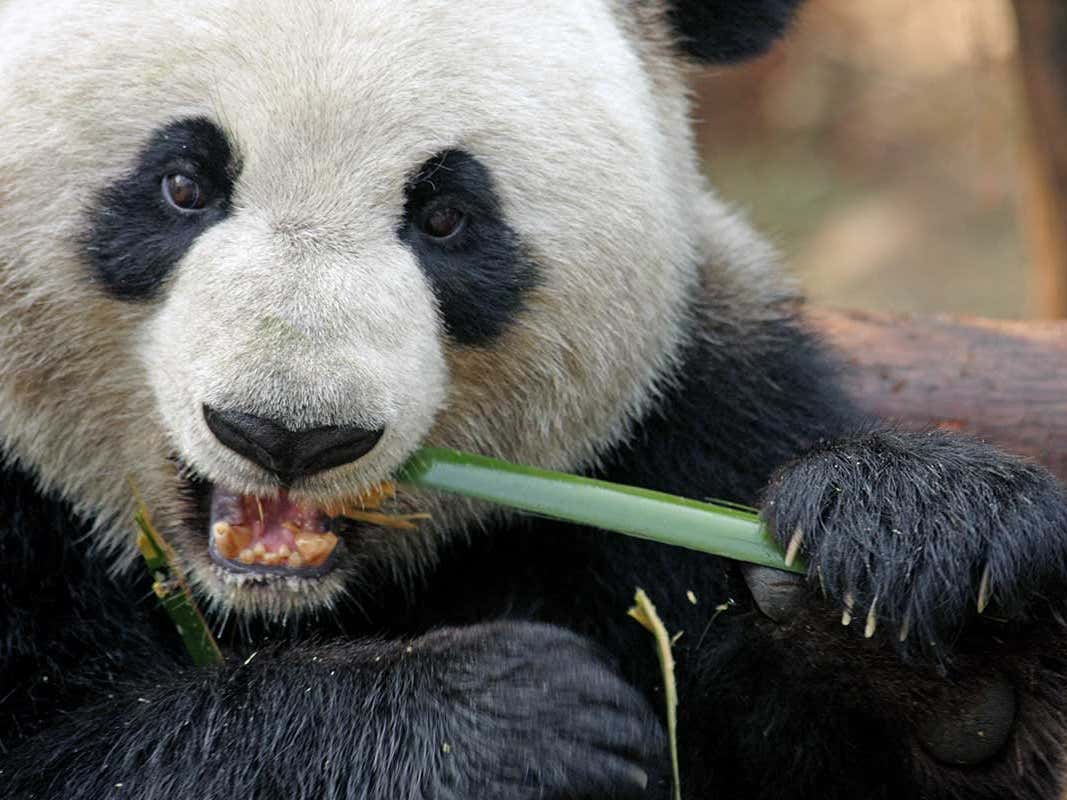 Detail Images Of Panda Bears Nomer 40
