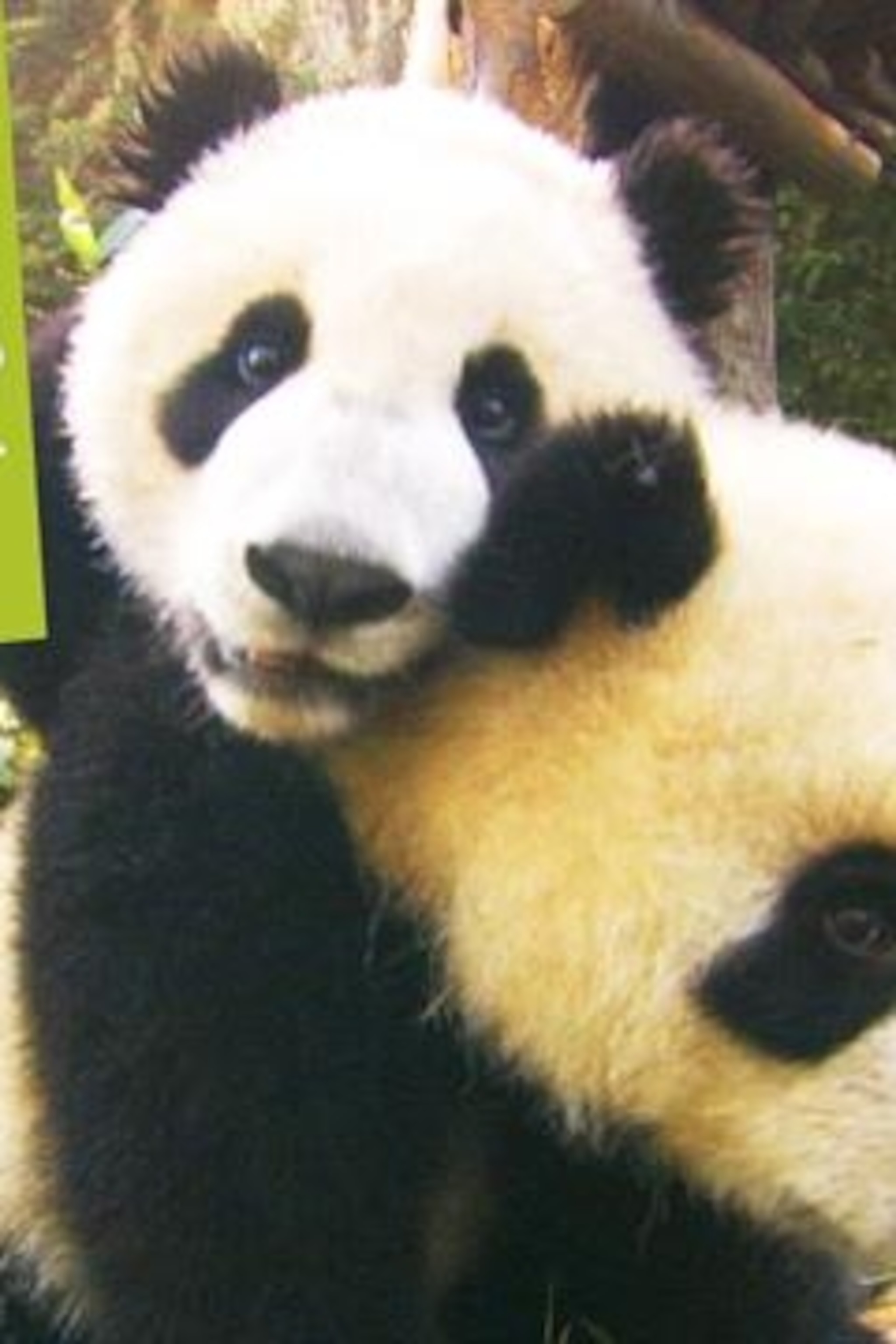 Detail Images Of Panda Bears Nomer 41