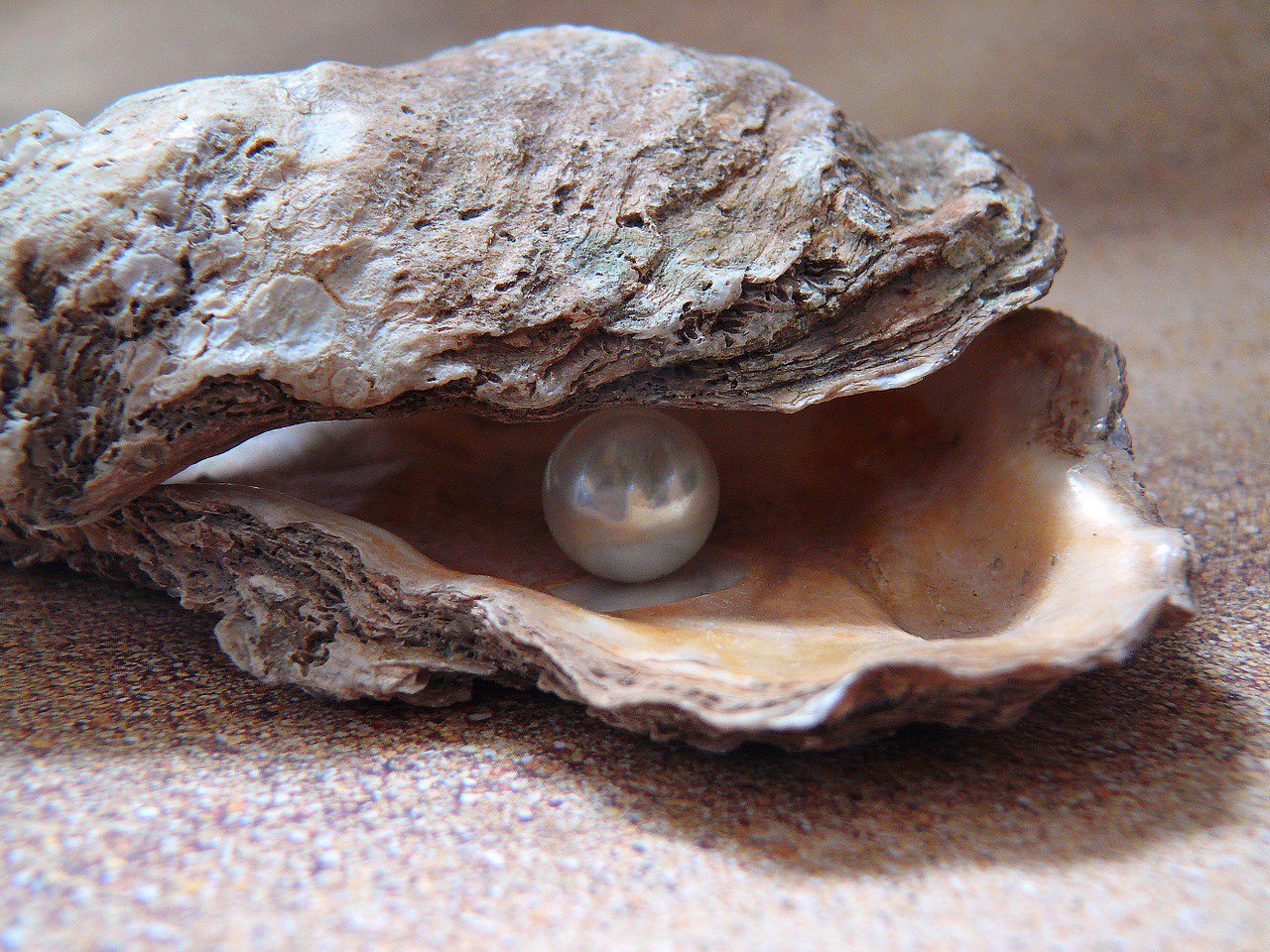 Detail Images Of Pearls Nomer 41