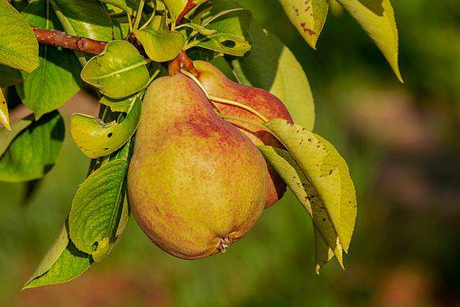 Detail Images Of Pears Fruit Nomer 49