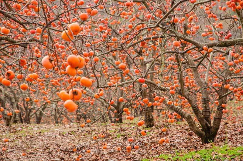 Detail Images Of Persimmon Trees Nomer 30
