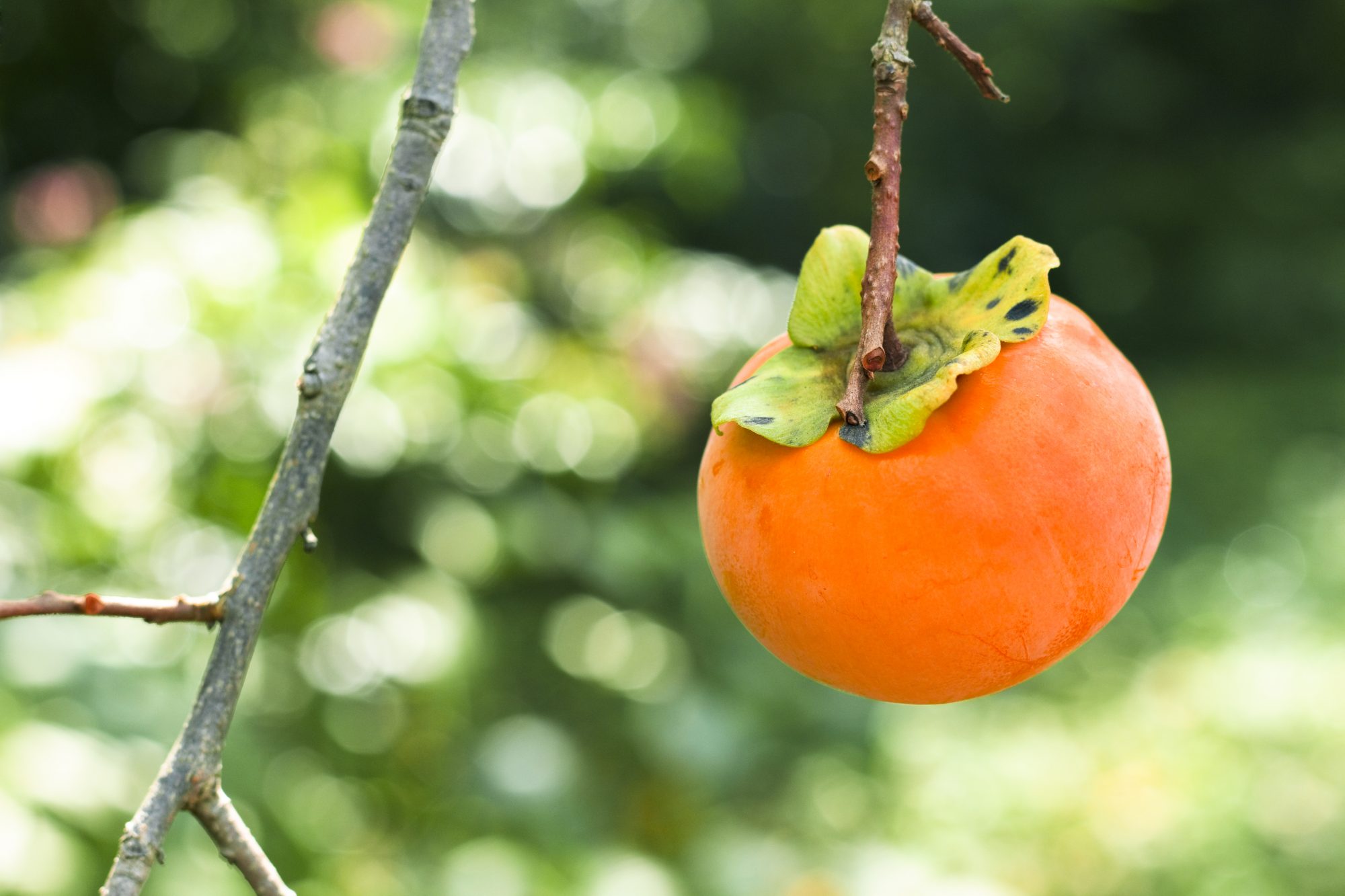 Detail Images Of Persimmon Trees Nomer 43