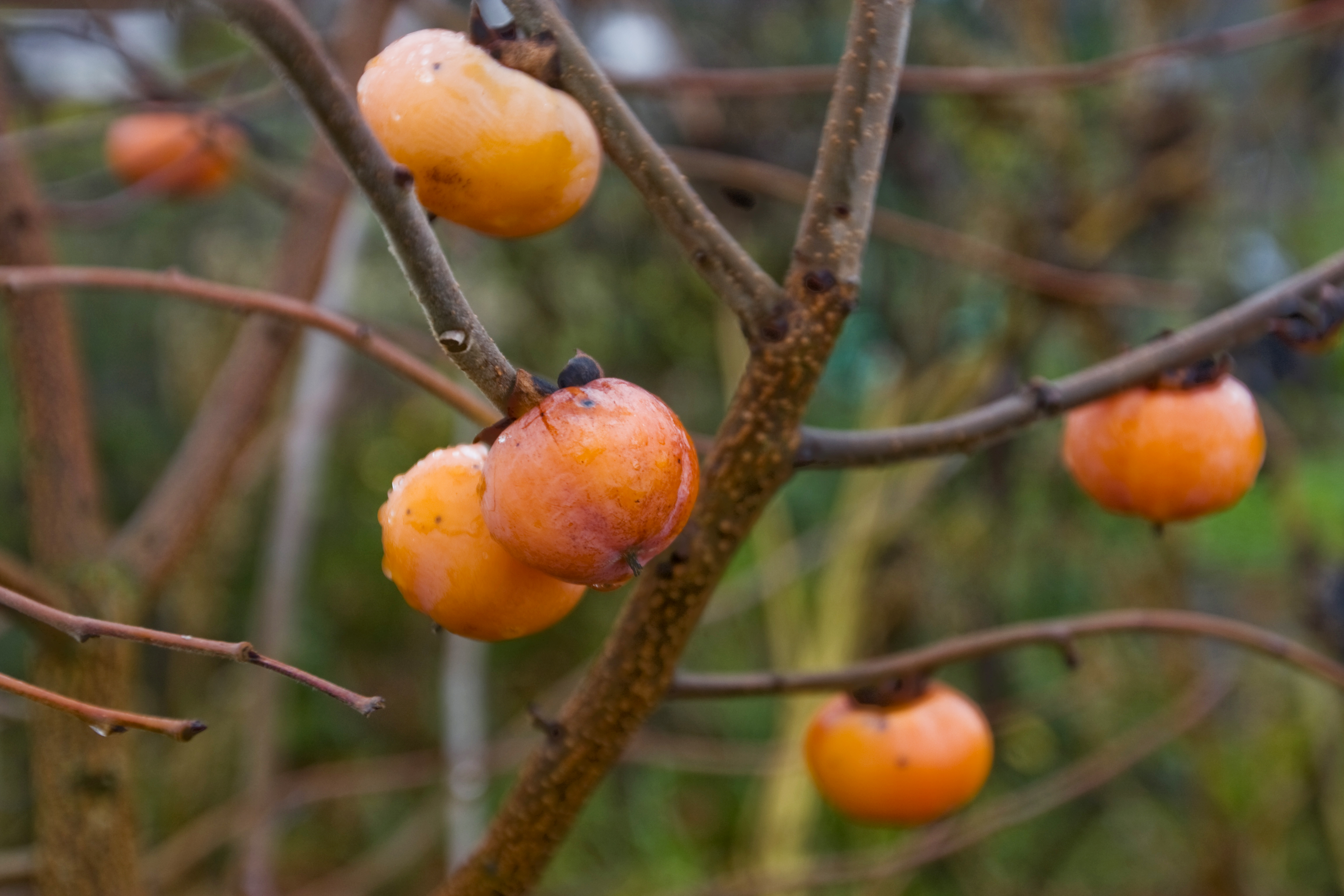 Detail Images Of Persimmon Trees Nomer 49