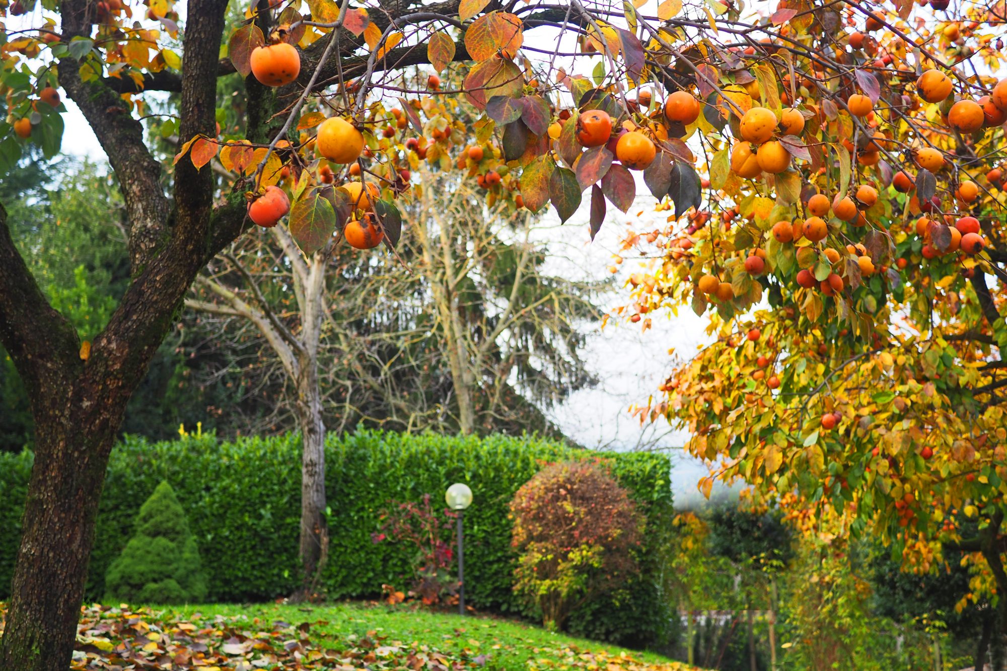 Detail Images Of Persimmon Trees Nomer 9