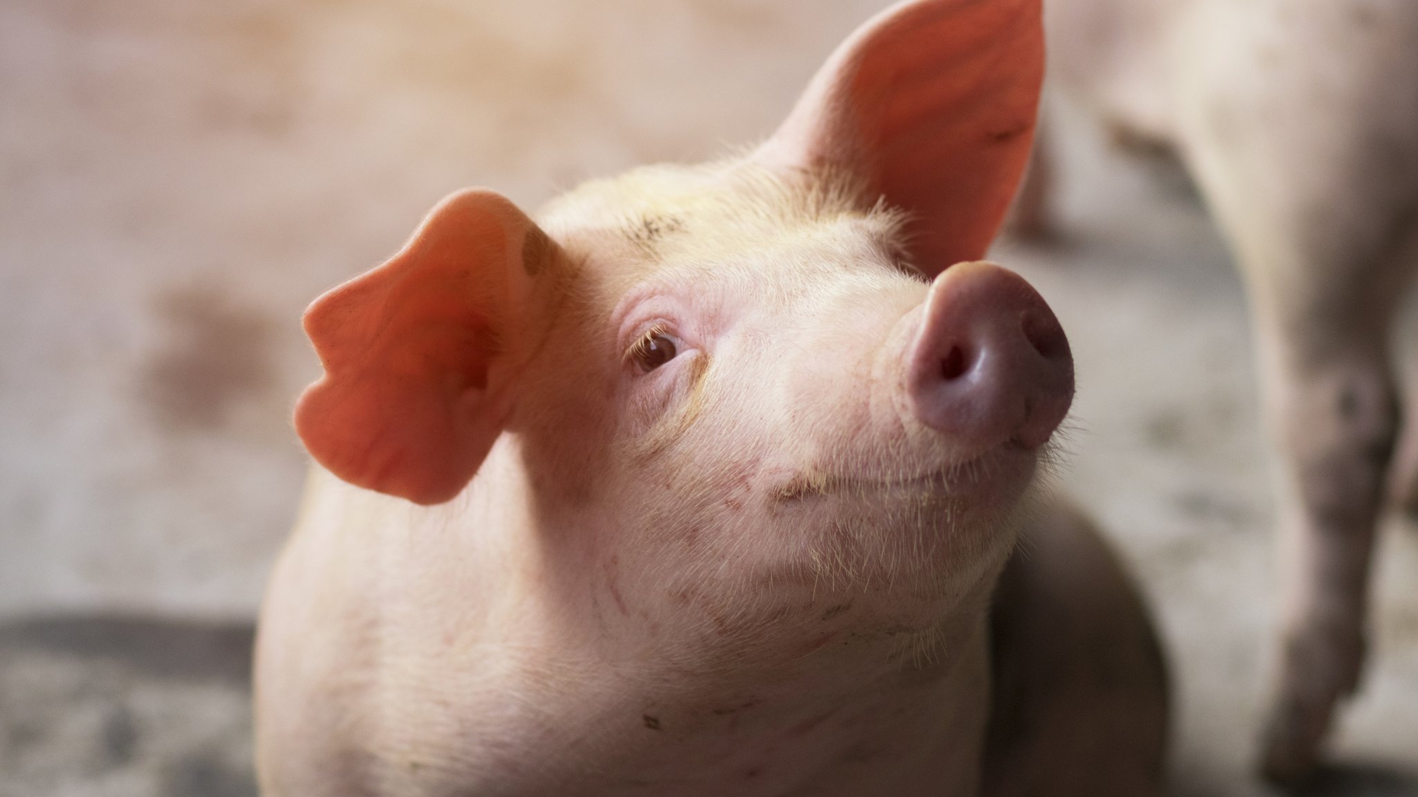 Detail Images Of Pig Nomer 29