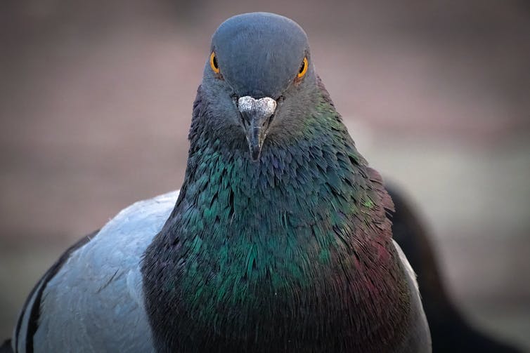 Detail Images Of Pigeon Nomer 20