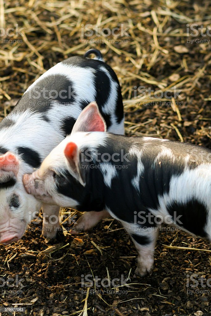 Detail Images Of Piggies Nomer 32