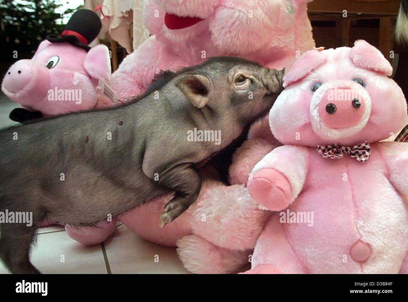 Detail Images Of Piggies Nomer 9