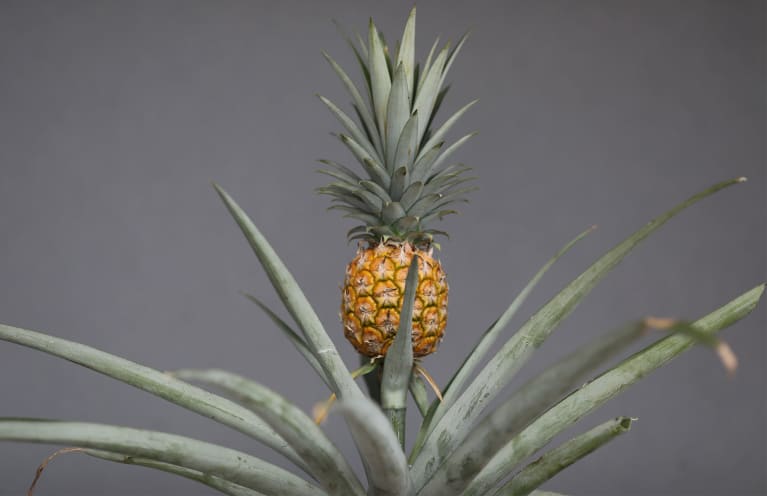 Detail Images Of Pineapples Nomer 41