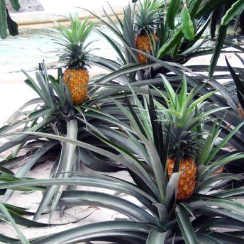 Detail Images Of Pineapples Nomer 47