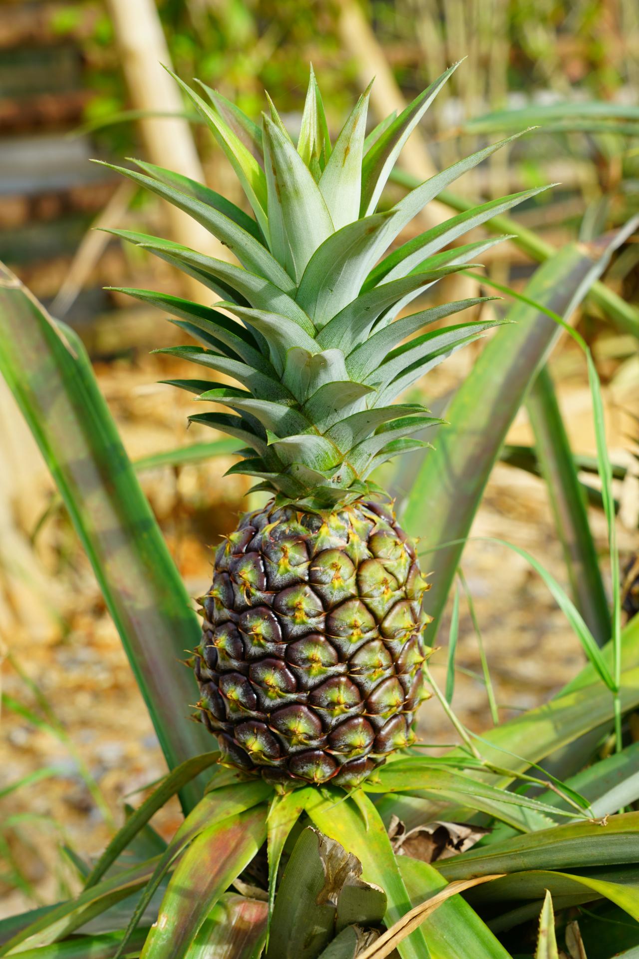 Detail Images Of Pineapples Nomer 50