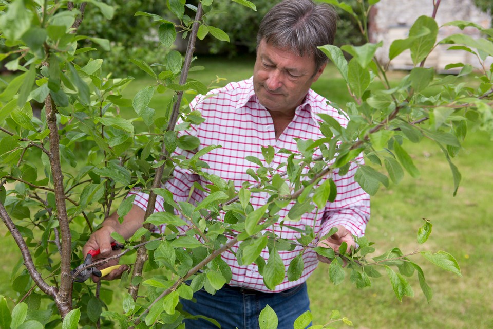 Detail Images Of Plum Trees Nomer 13