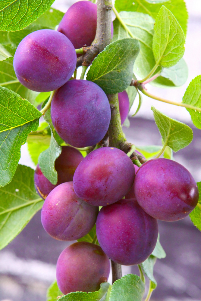 Detail Images Of Plum Trees Nomer 15