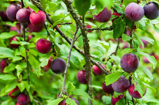 Detail Images Of Plum Trees Nomer 17