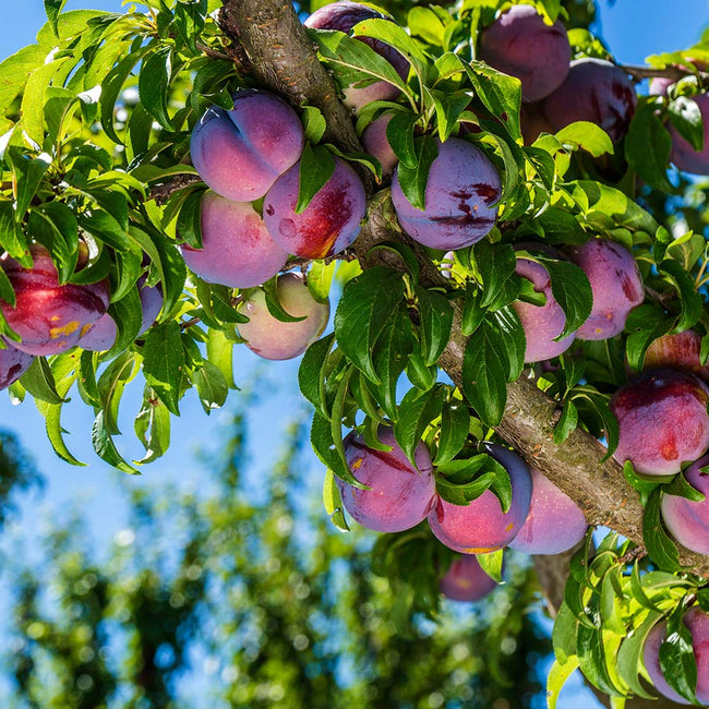 Detail Images Of Plum Trees Nomer 3