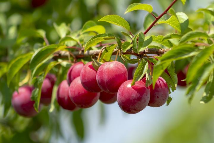 Detail Images Of Plum Trees Nomer 28