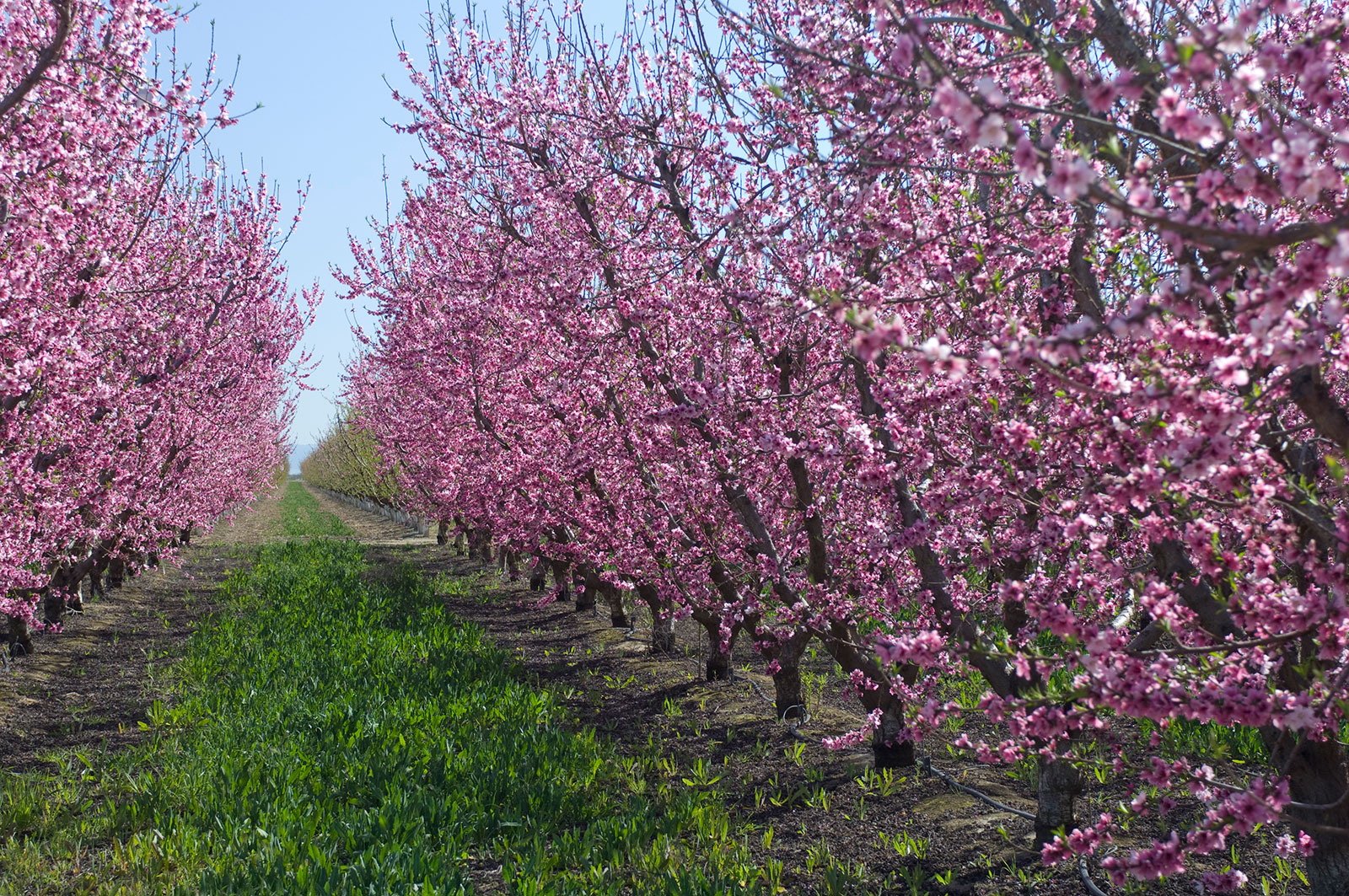 Detail Images Of Plum Trees Nomer 4