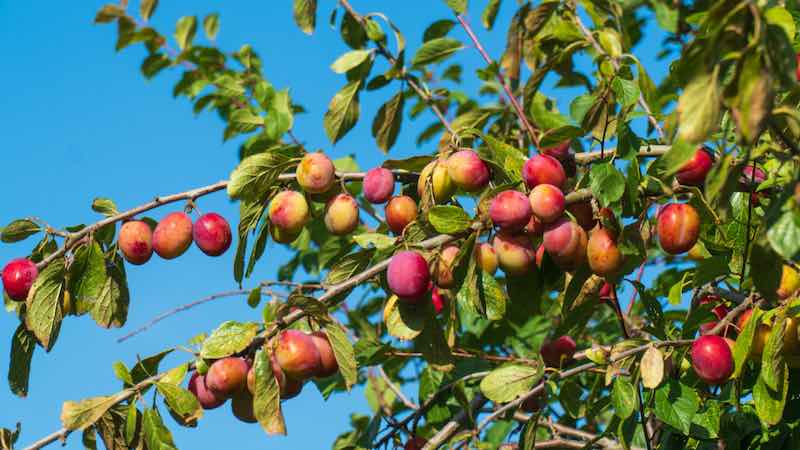 Detail Images Of Plum Trees Nomer 35