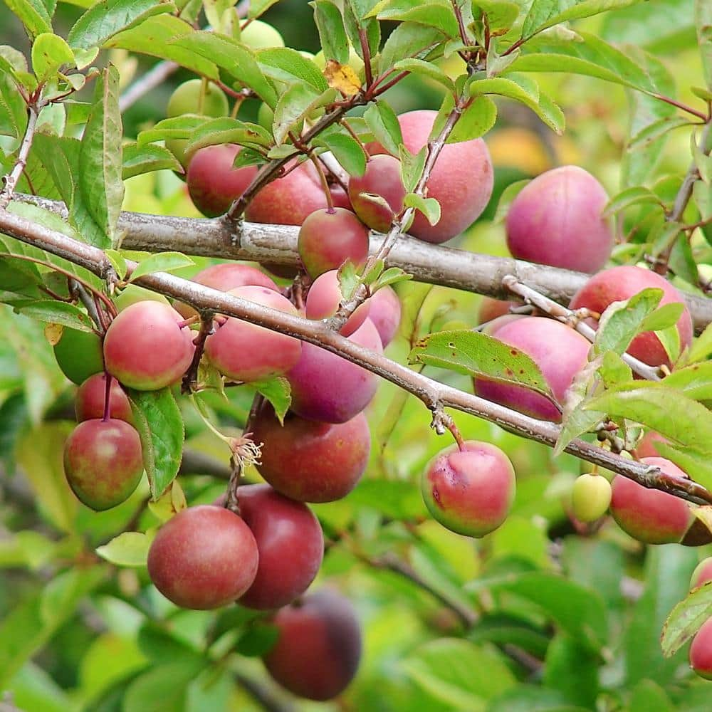 Detail Images Of Plum Trees Nomer 37