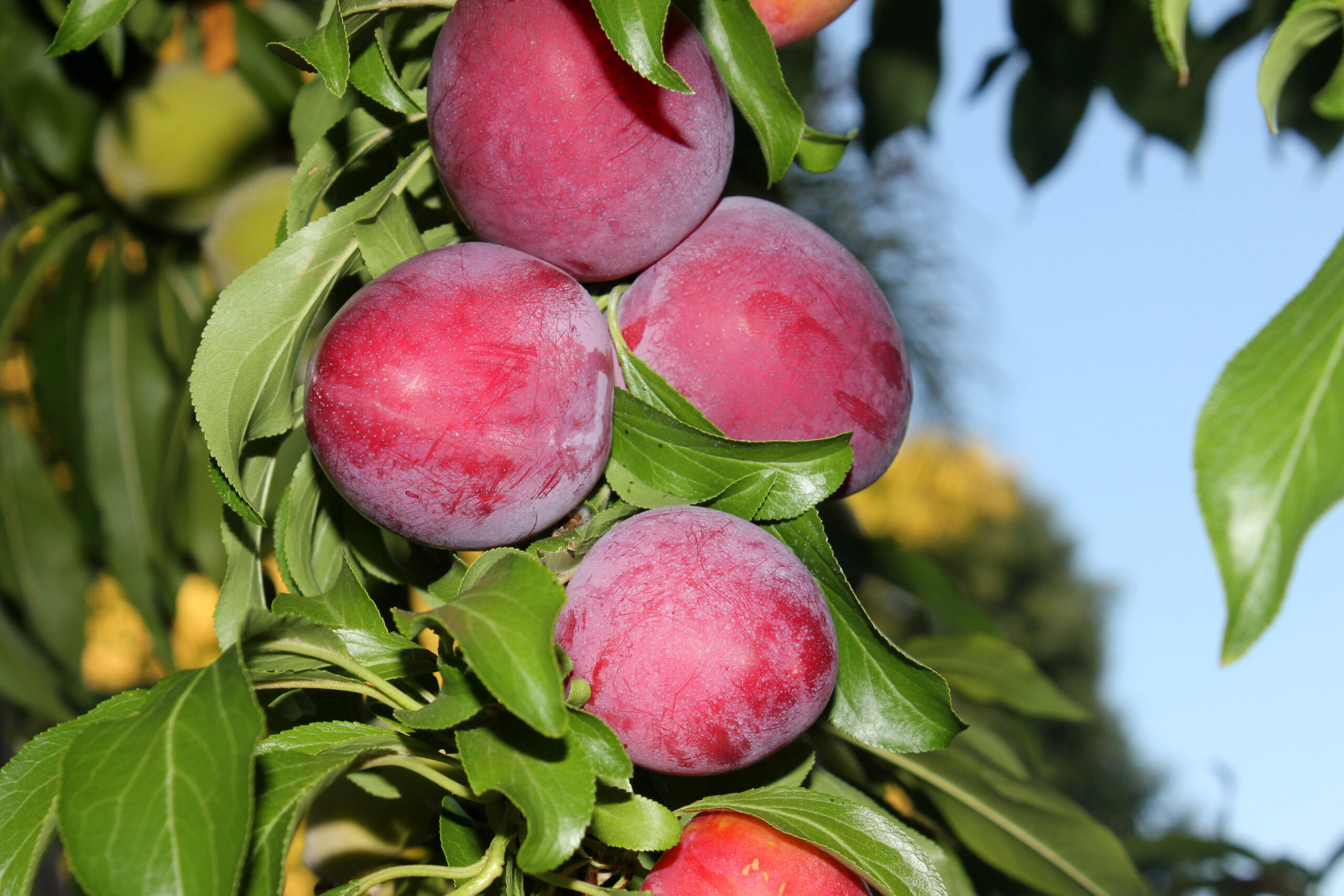 Detail Images Of Plum Trees Nomer 41