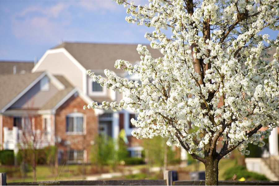 Detail Images Of Plum Trees Nomer 52