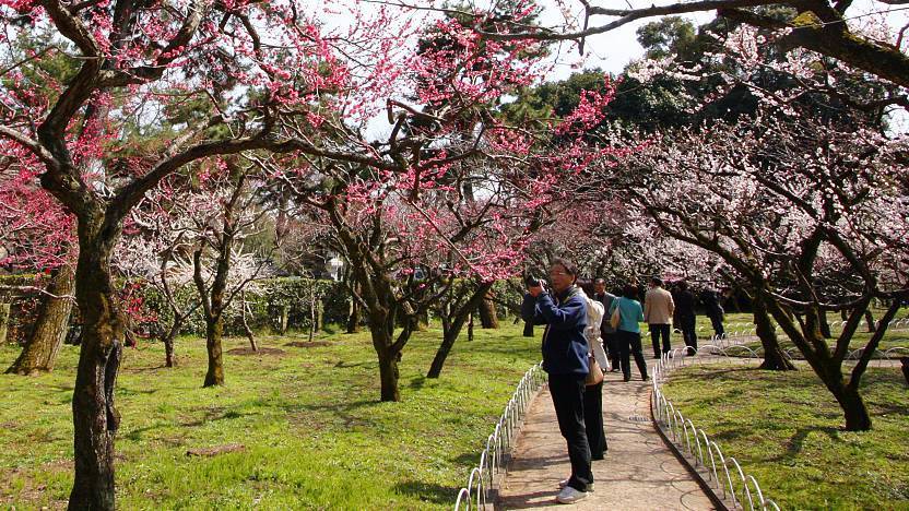 Detail Images Of Plum Trees Nomer 53