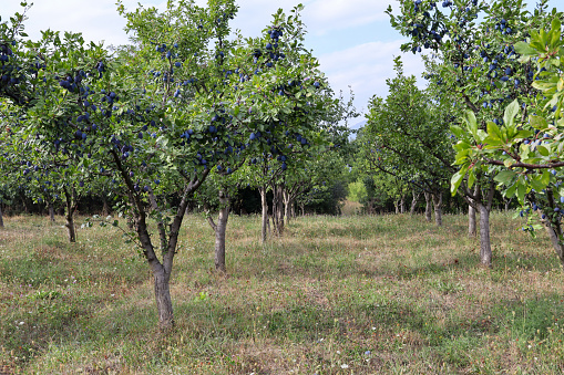 Detail Images Of Plum Trees Nomer 54