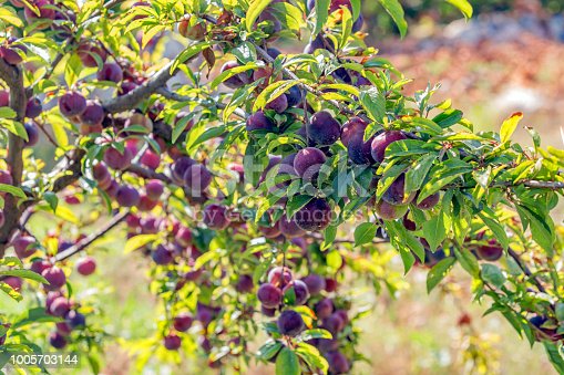 Detail Images Of Plum Trees Nomer 8