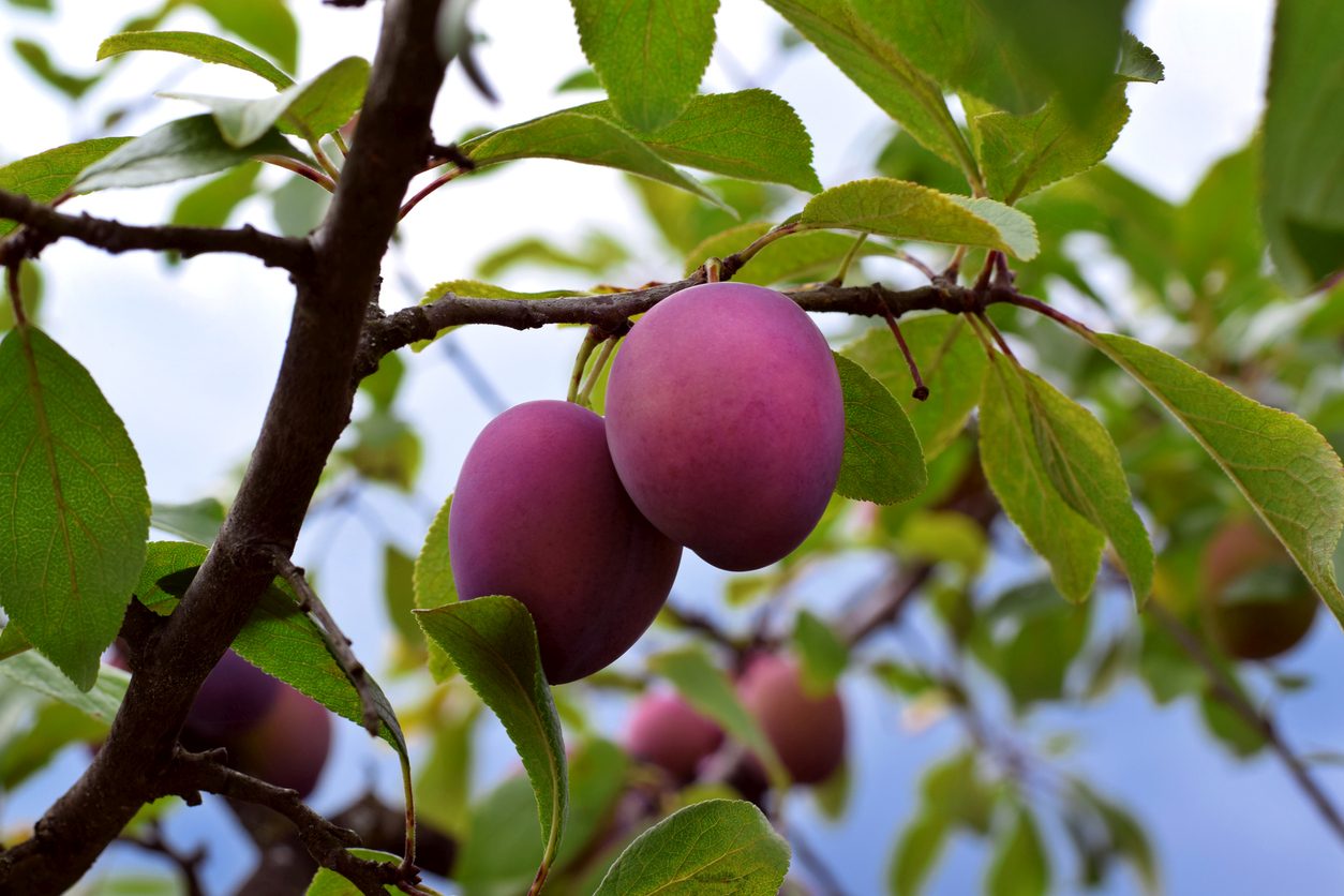 Detail Images Of Plum Trees Nomer 10