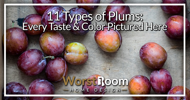 Detail Images Of Plums Nomer 17