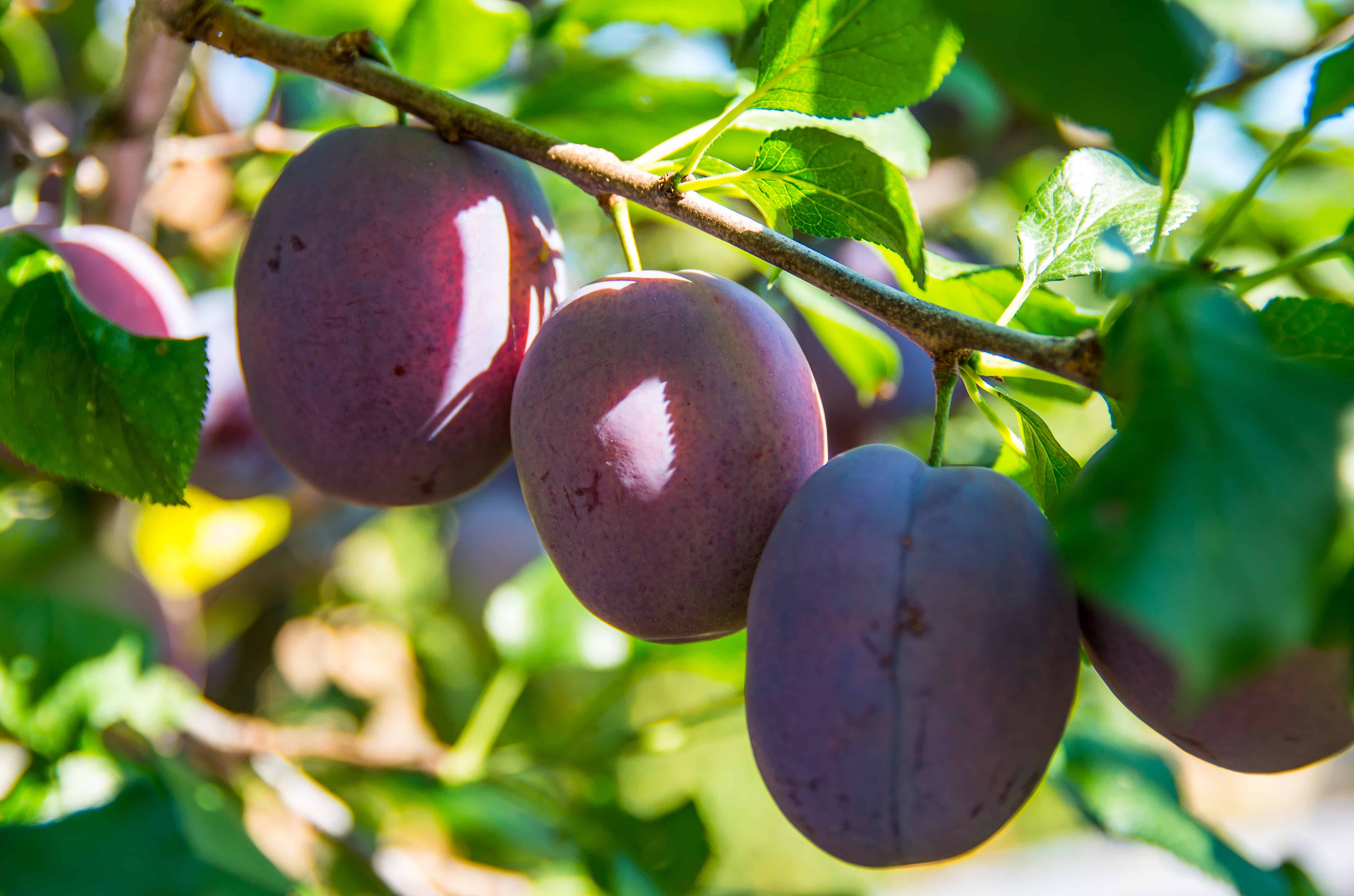 Detail Images Of Plums Nomer 36