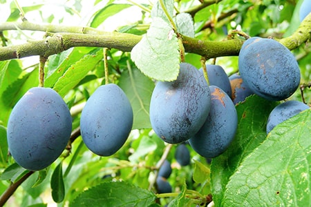Detail Images Of Plums Nomer 43