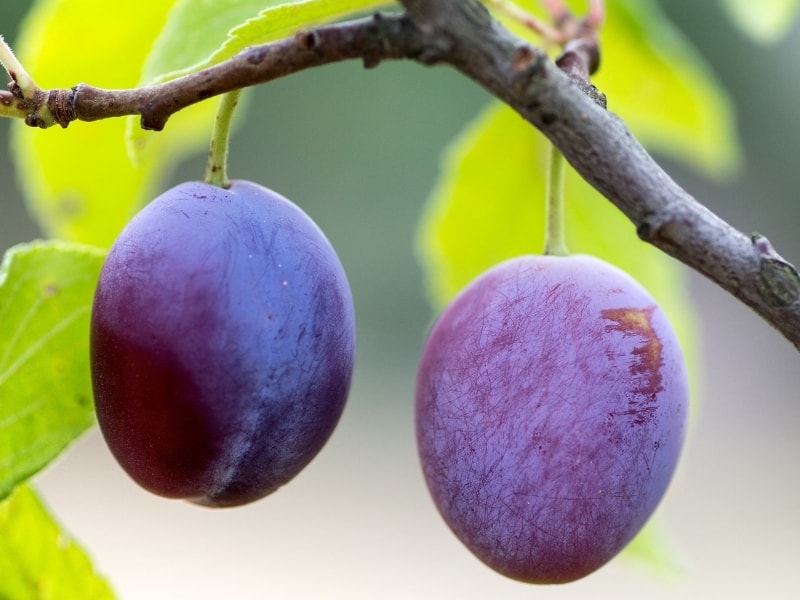 Detail Images Of Plums Nomer 50