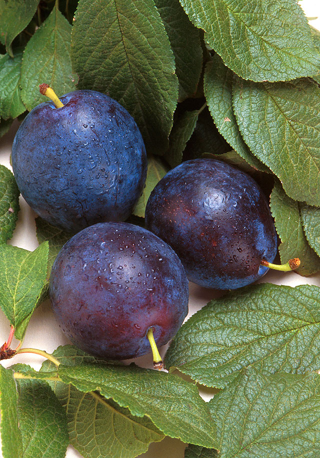 Detail Images Of Plums Nomer 51