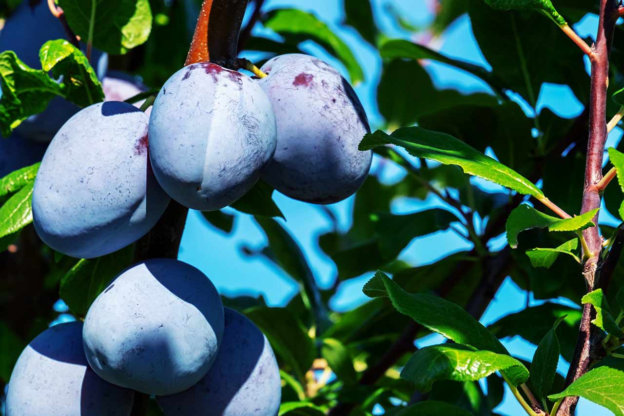 Detail Images Of Plums Nomer 53