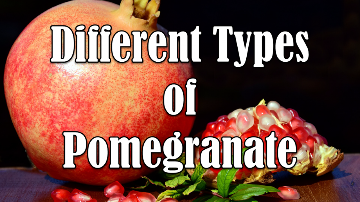 Detail Images Of Pomegranate Fruit Nomer 29