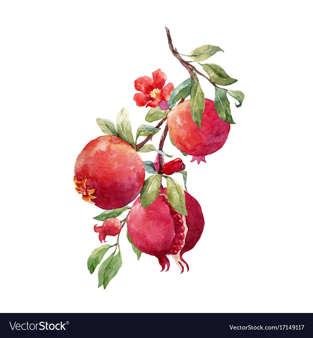 Detail Images Of Pomegranate Fruit Nomer 34