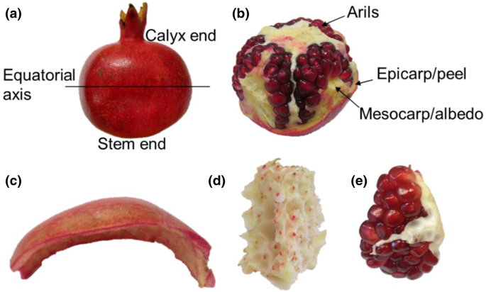 Detail Images Of Pomegranate Fruit Nomer 53