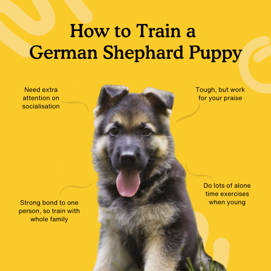 Detail Images Of Puppy German Shepherds Nomer 23