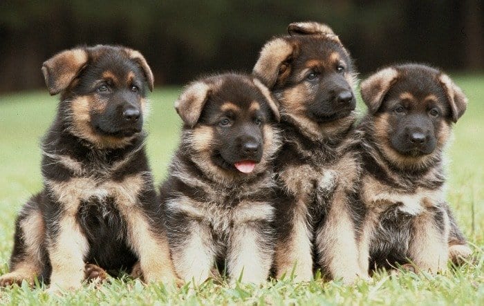 Detail Images Of Puppy German Shepherds Nomer 38