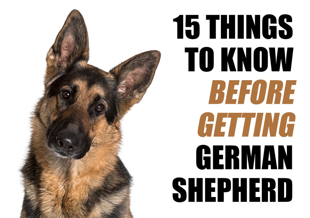 Detail Images Of Puppy German Shepherds Nomer 53