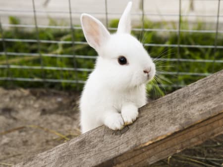 Detail Images Of Rabbit Nomer 12