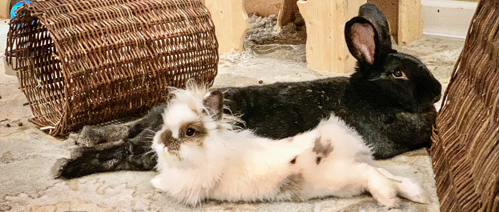 Detail Images Of Rabbit Nomer 26