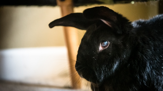 Detail Images Of Rabbit Nomer 35