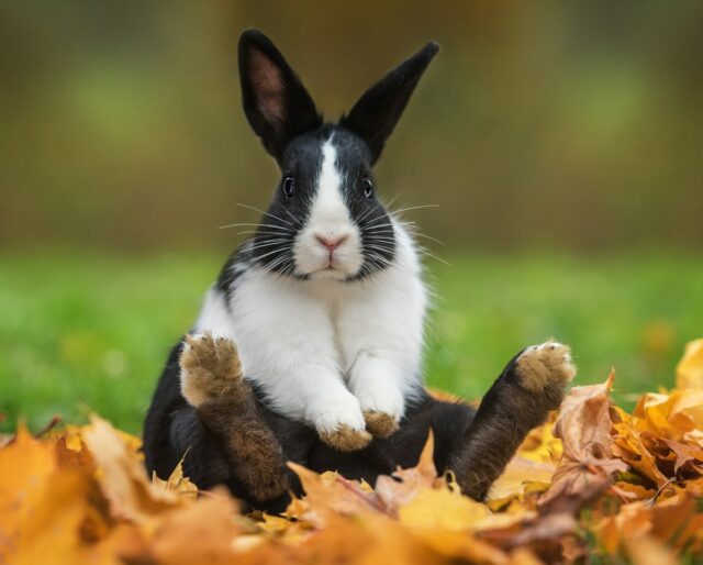 Detail Images Of Rabbit Nomer 41