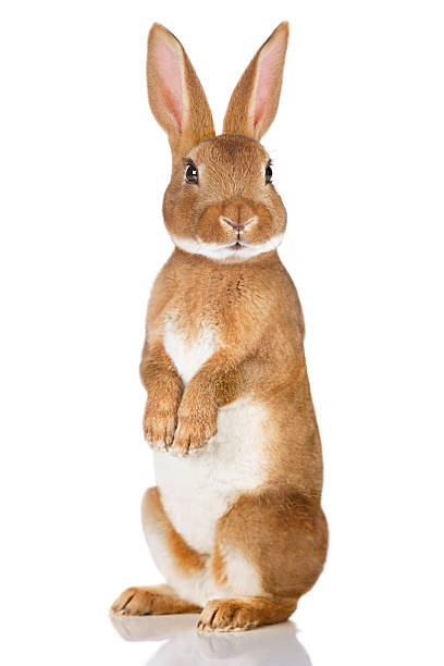 Detail Images Of Rabbit Nomer 47