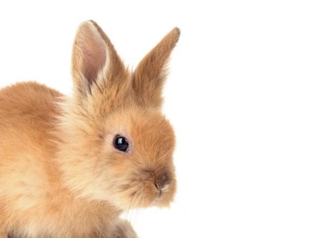 Detail Images Of Rabbit Nomer 49