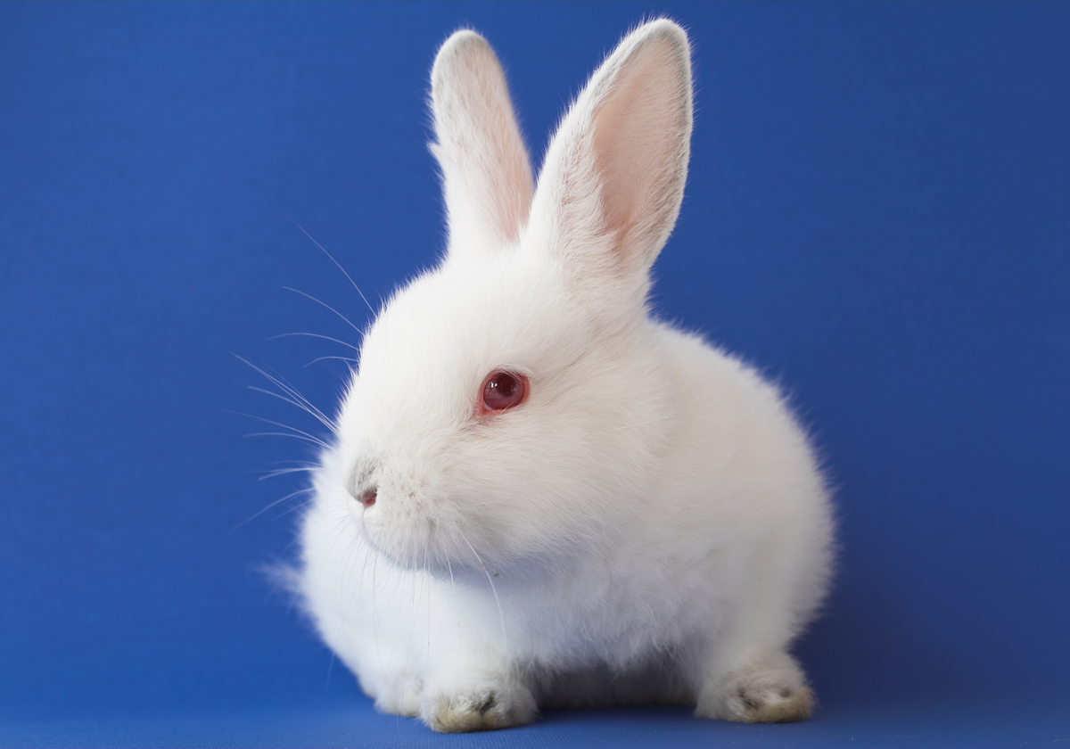 Detail Images Of Rabbit Nomer 50